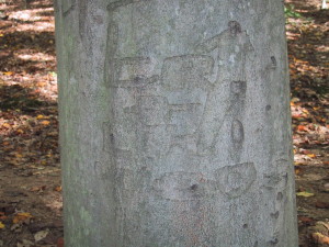 Chuck carved his and Linda Klopfenstein's initials in this tree in the woods behind Langley Pool in Oct 1960